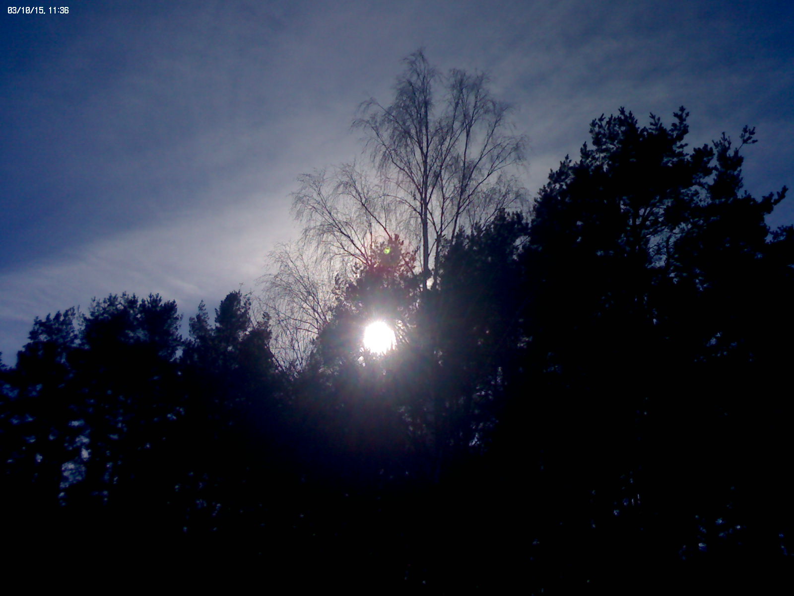 Sun through tree, March